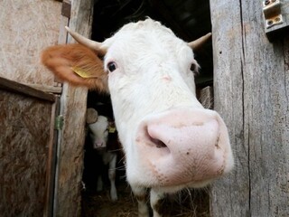 krava kravy kravín mlieko maštaľ (SITA/AP)